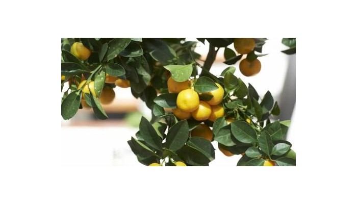 Leopold Hotel Brussels Eu poza 18